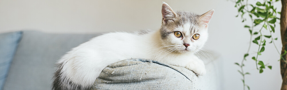 Katzenversicherung Katzenversicherung