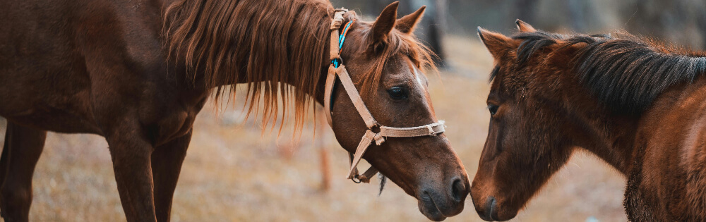Zwei Pferde, die sich mit den Köpfen berühren, stehen auf einer Wiese. Ein Pferd trägt ein Halfter.
